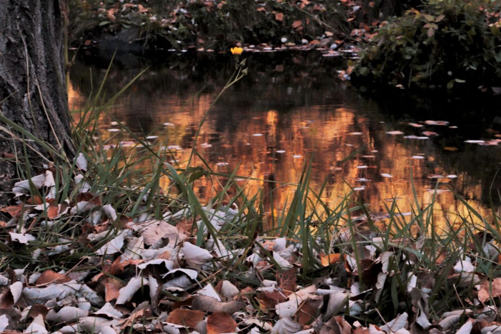 Río con hojas en primer plano y reflejos en el agua de color dorado
